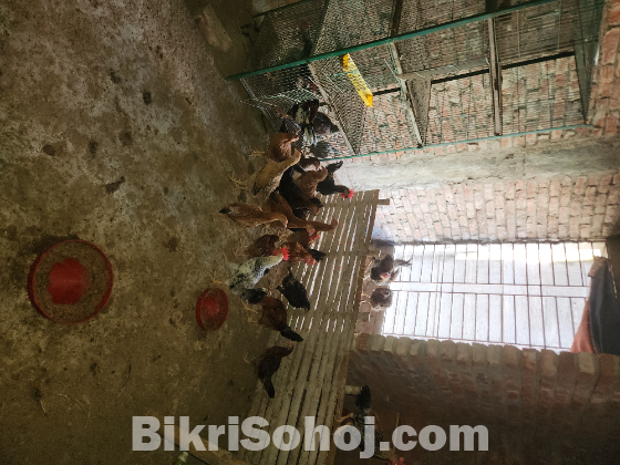 দেশি মুরগী